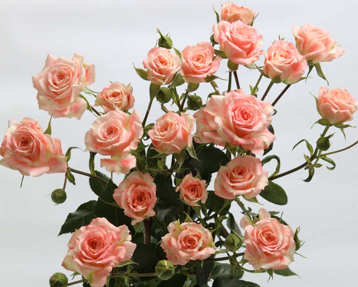 ROSE BR. PARADISE LOST 40